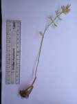 Eulophia norlindhii