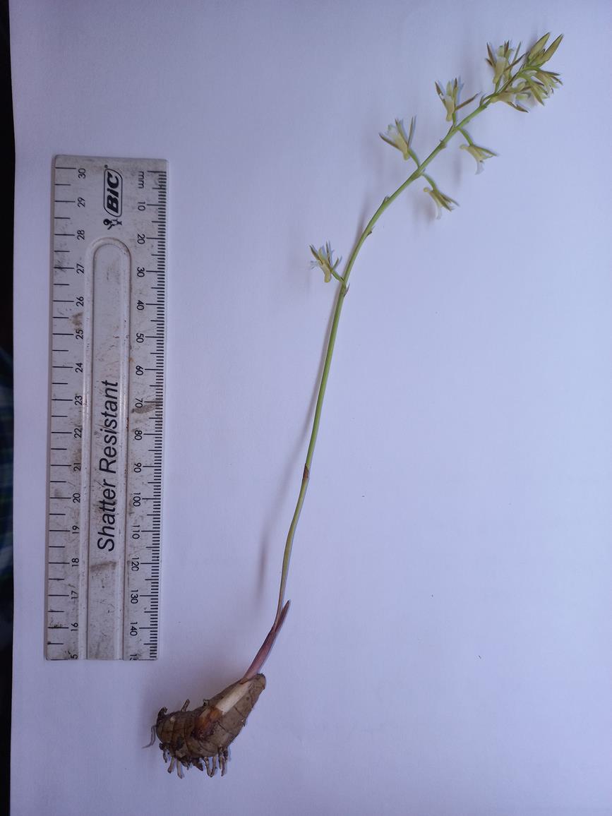 Eulophia norlindhii