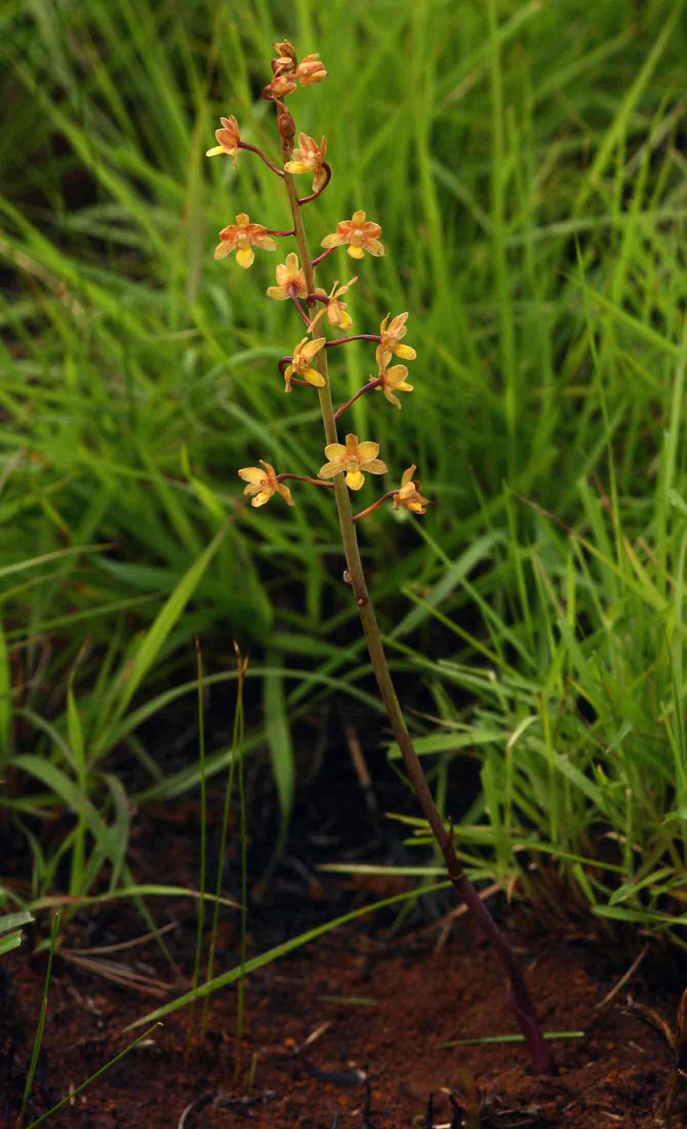 Eulophia parviflora