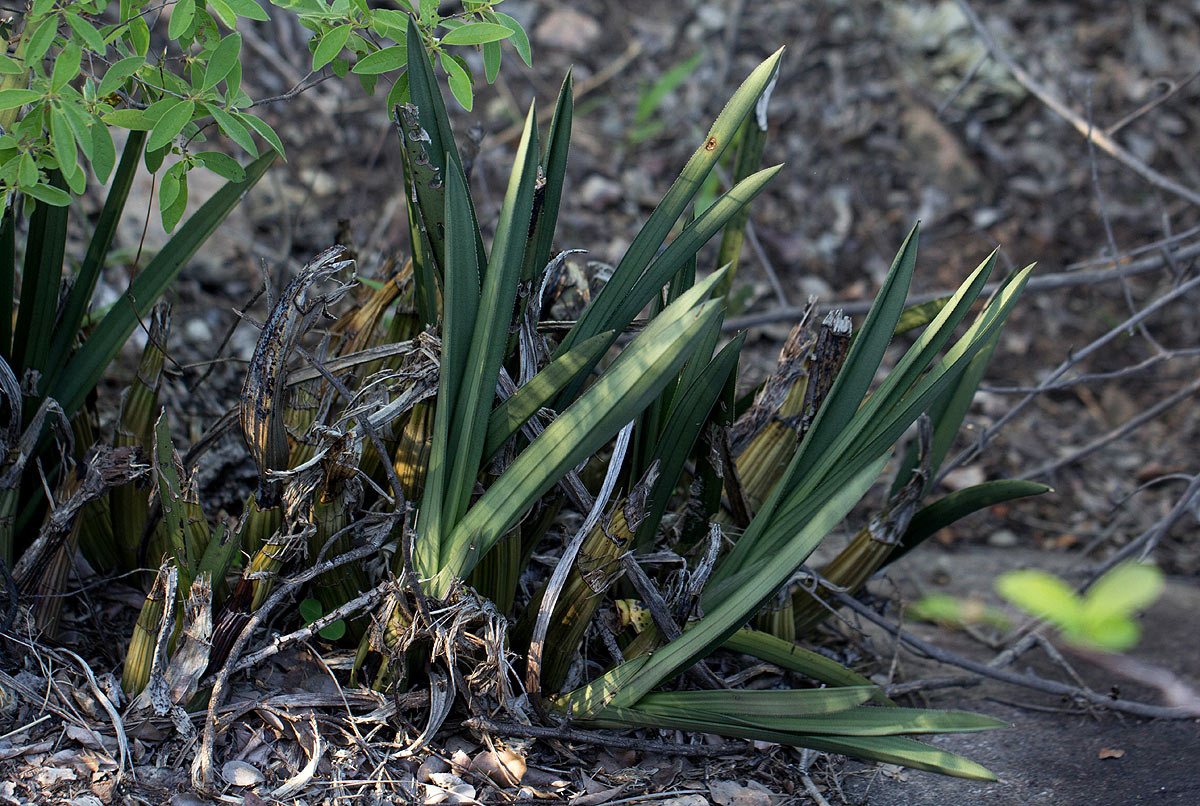 Eulophia petersii
