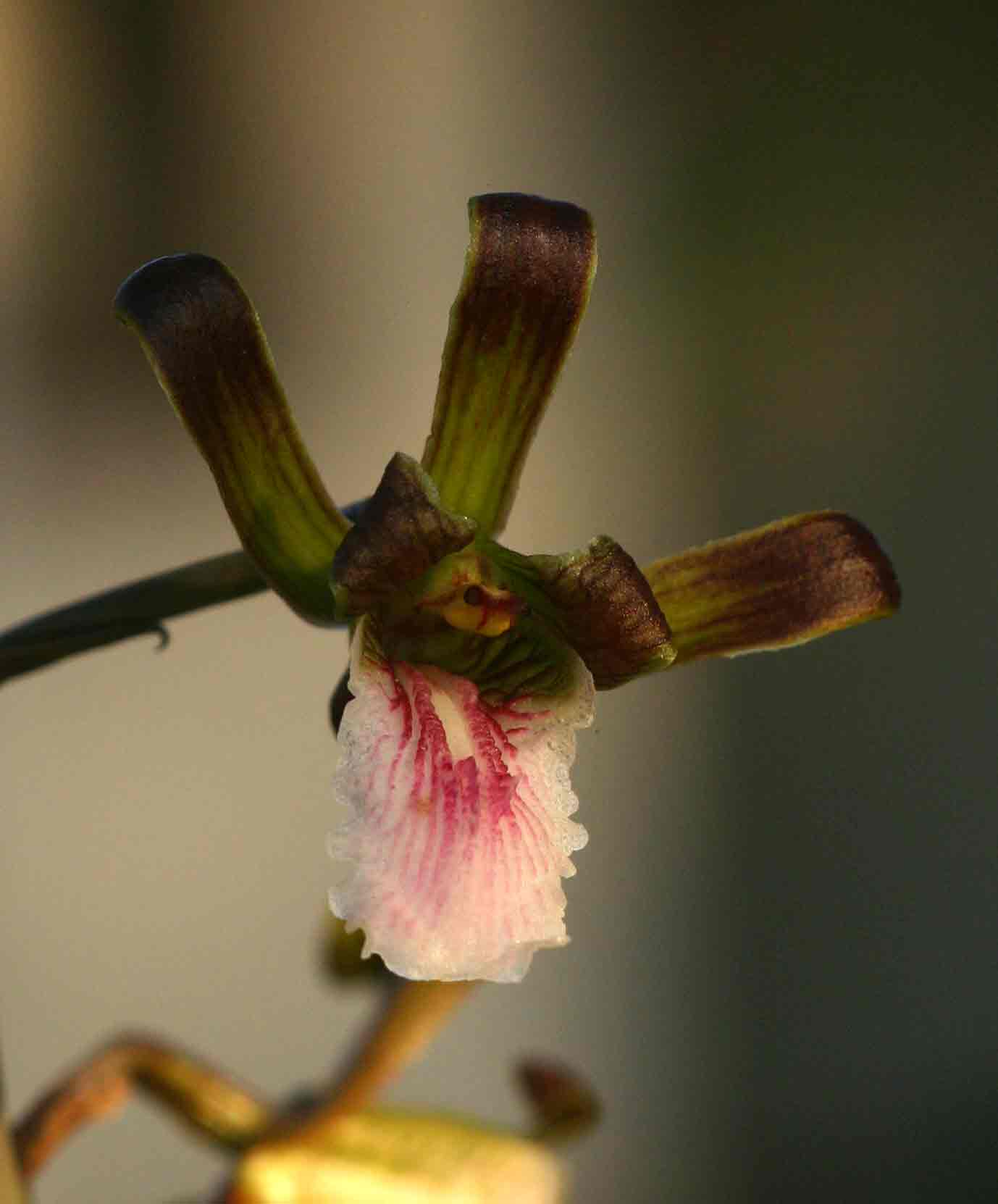 Eulophia petersii