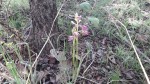 Orthochilus rarus