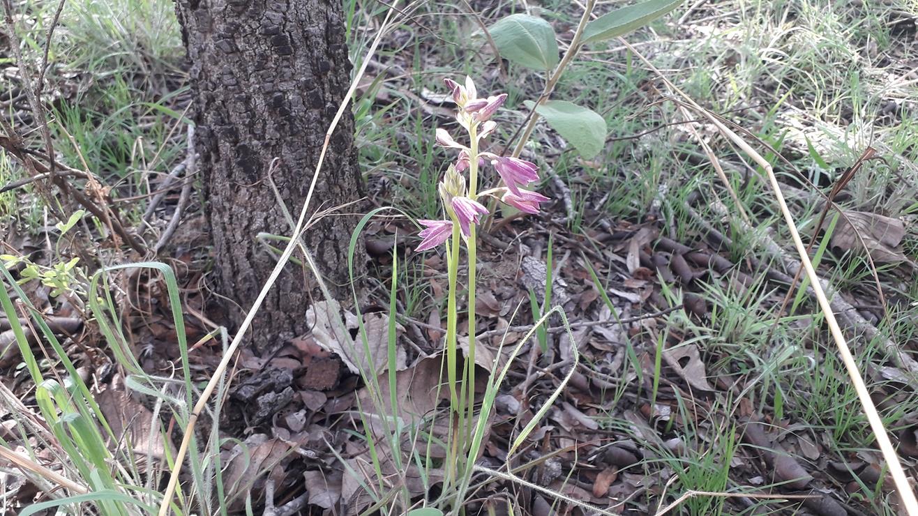 Orthochilus rarus