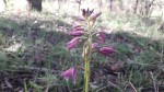 Orthochilus rarus