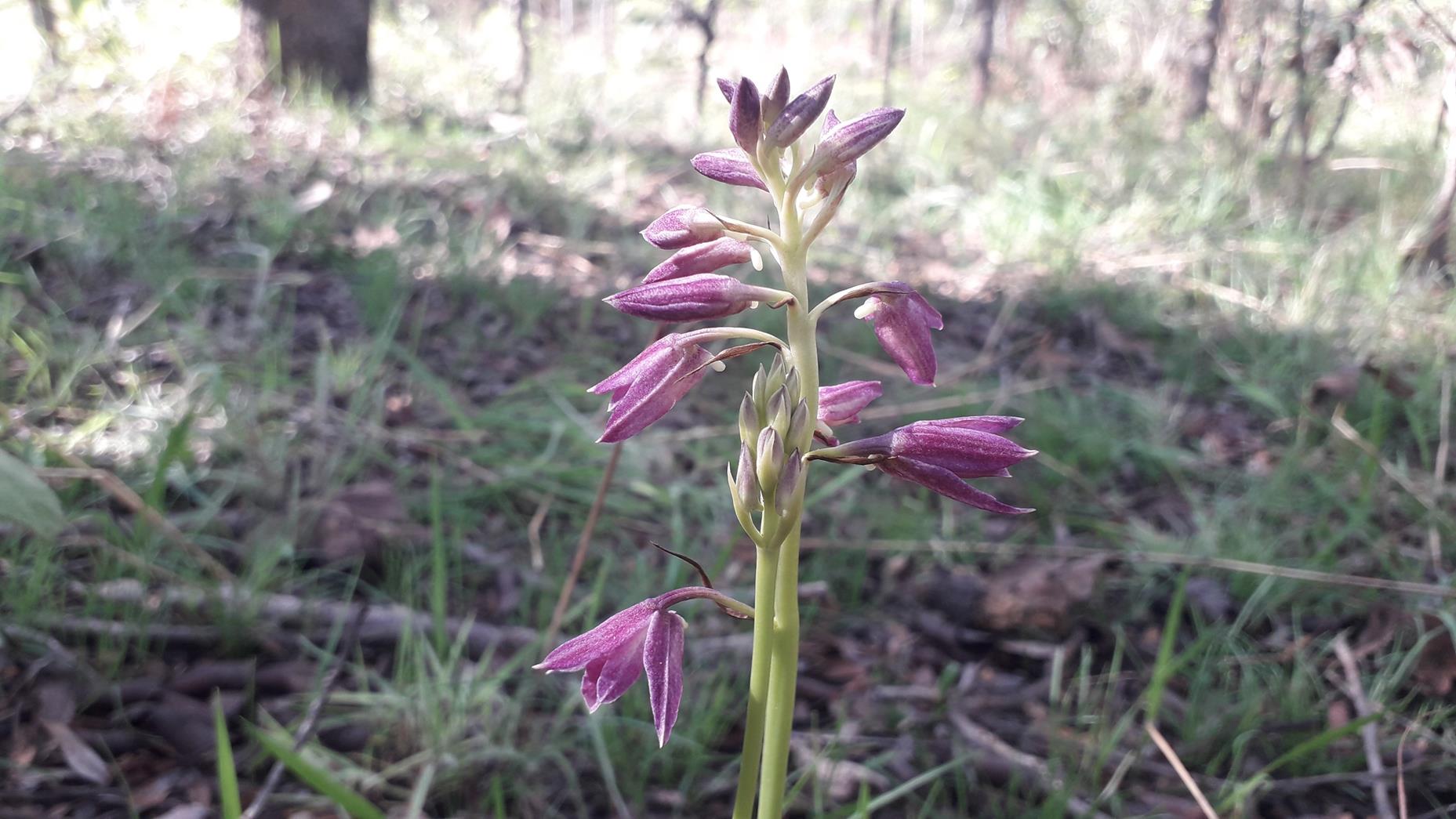 Orthochilus rarus