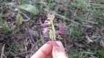 Orthochilus rarus
