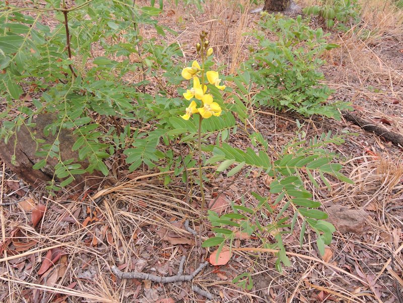 Eulophia speciosa
