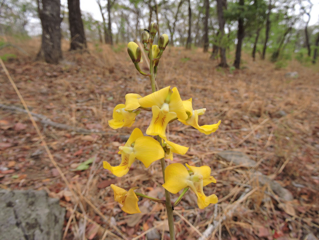 Eulophia speciosa