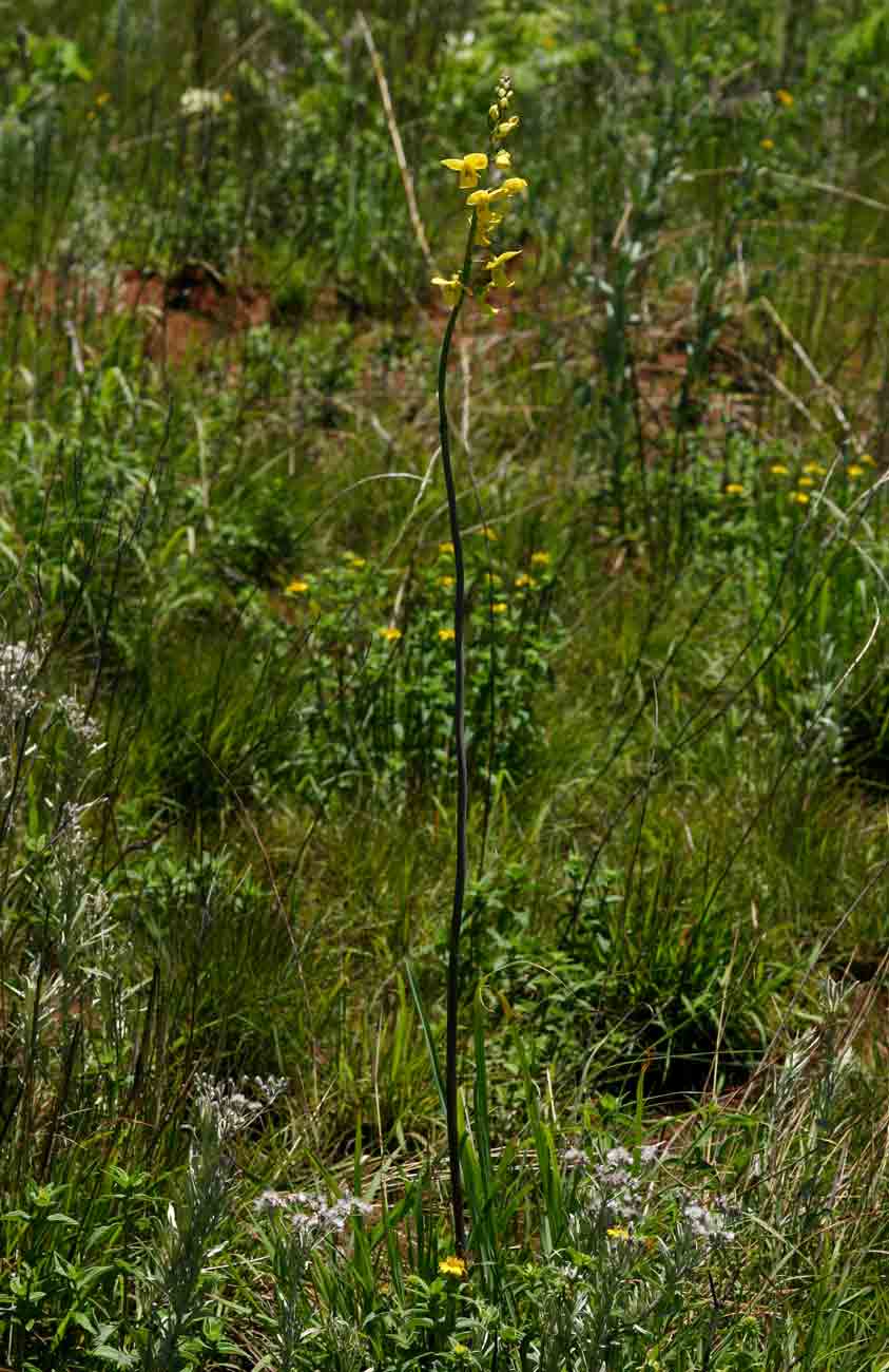 Eulophia speciosa