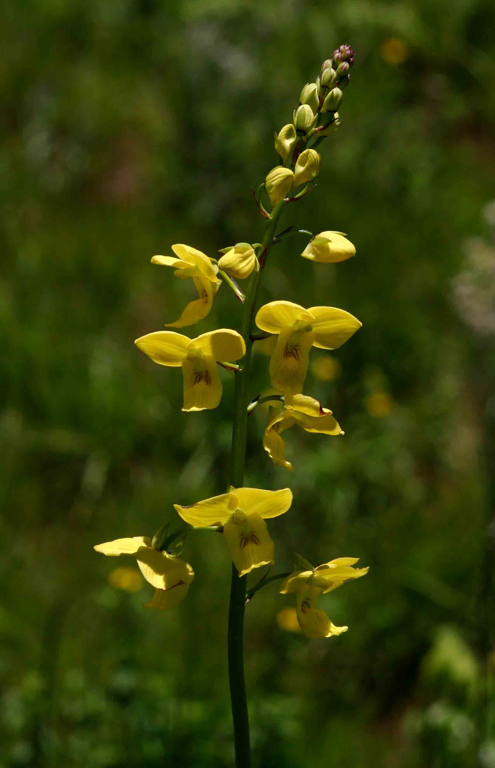 Eulophia speciosa