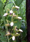 Eulophia stachyodes