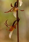 Eulophia subsaprophytica