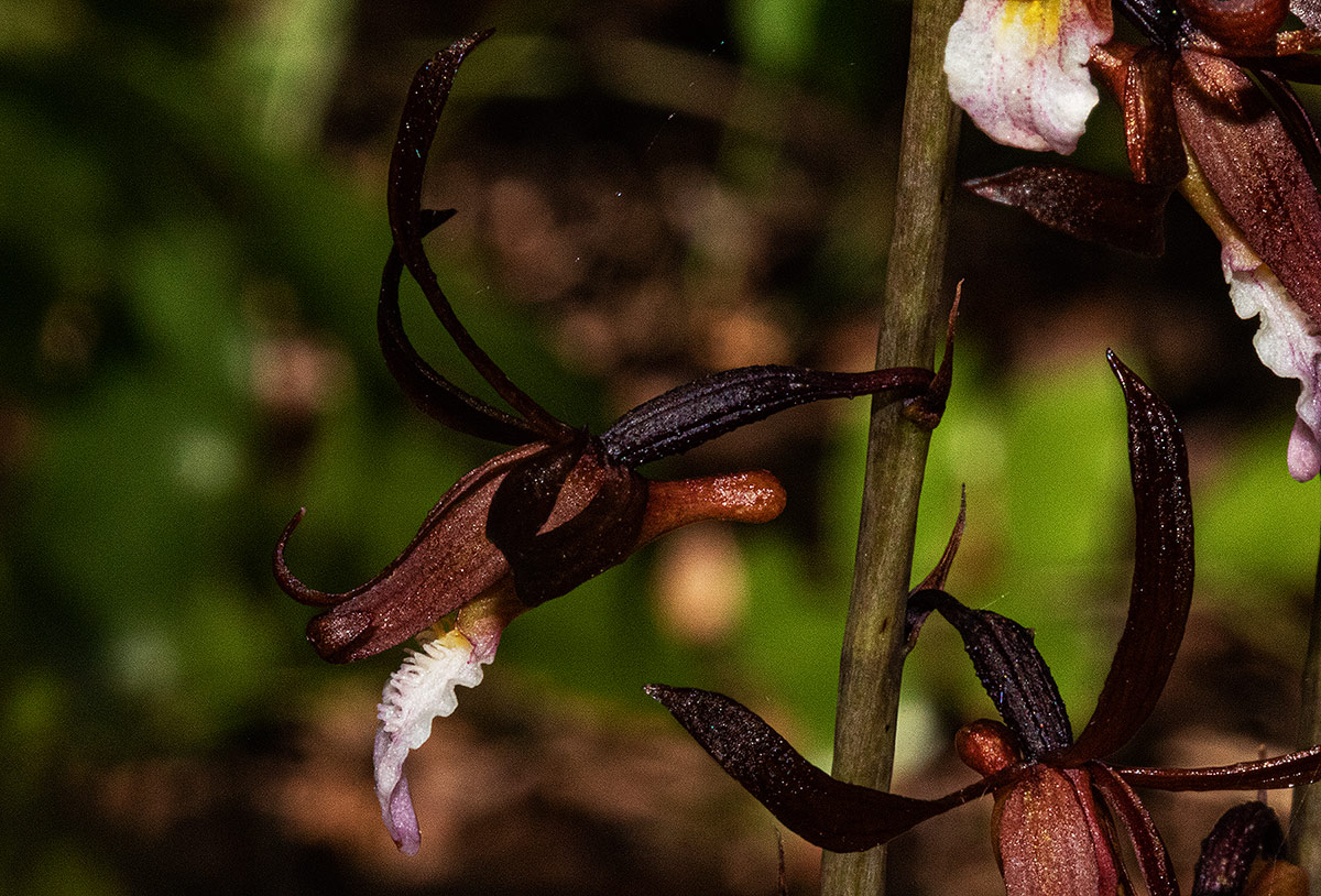 Eulophia subsaprophytica