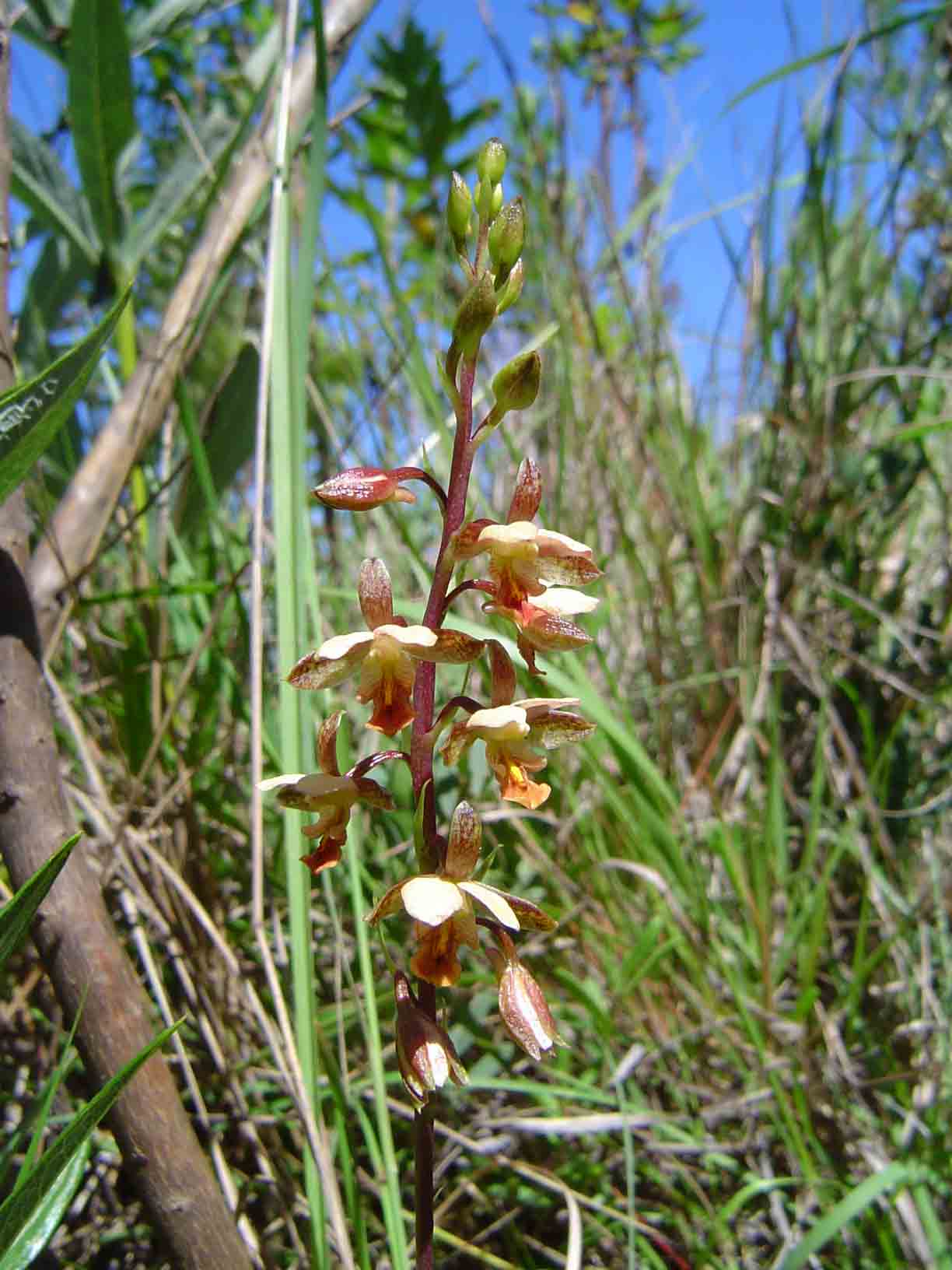 Eulophia tenella