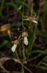 Eulophia venulosa