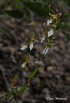 Eulophia venulosa