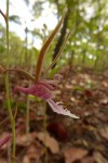 Eulophia venulosa
