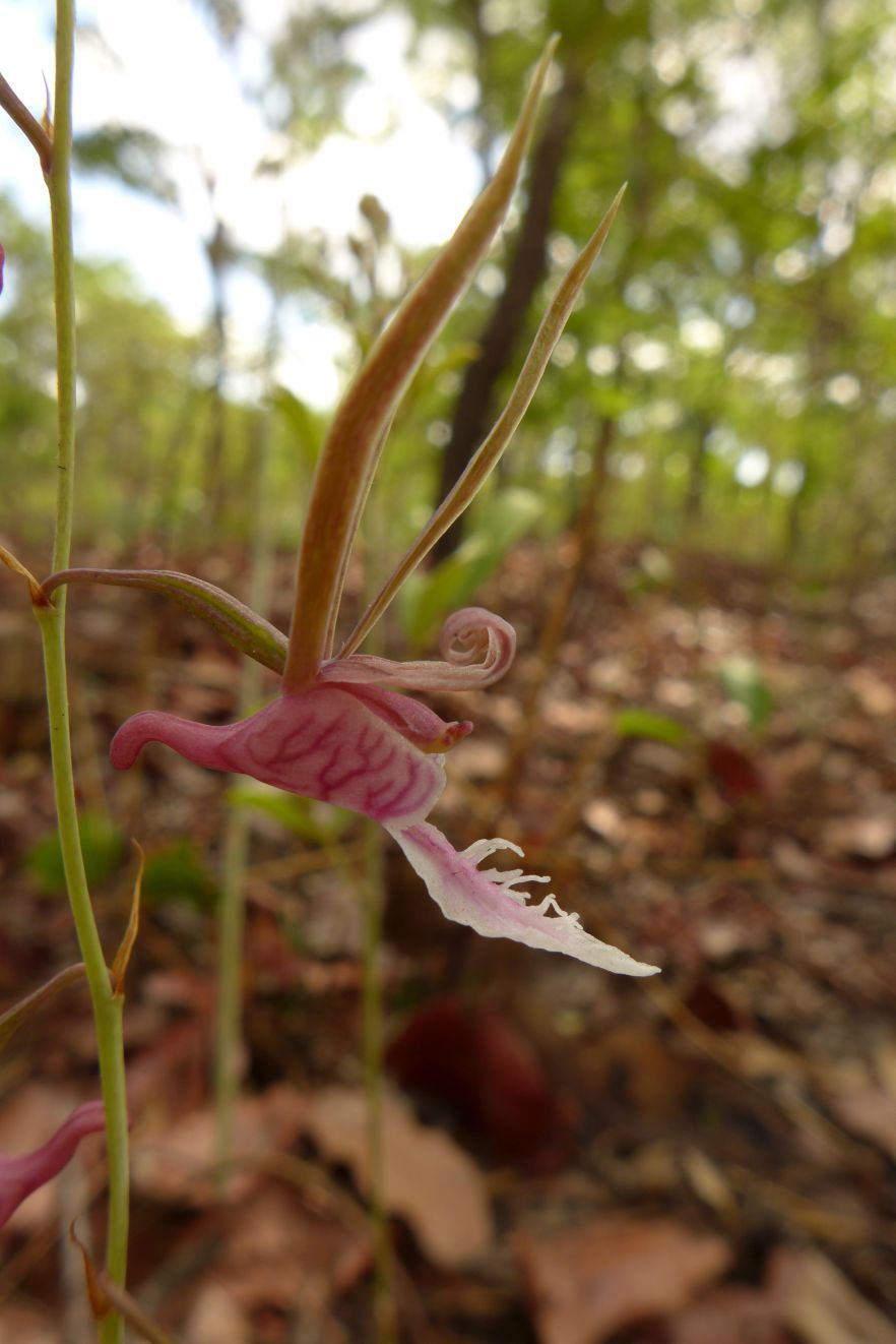 Eulophia venulosa