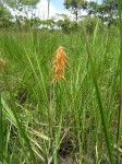 Orthochilus walleri