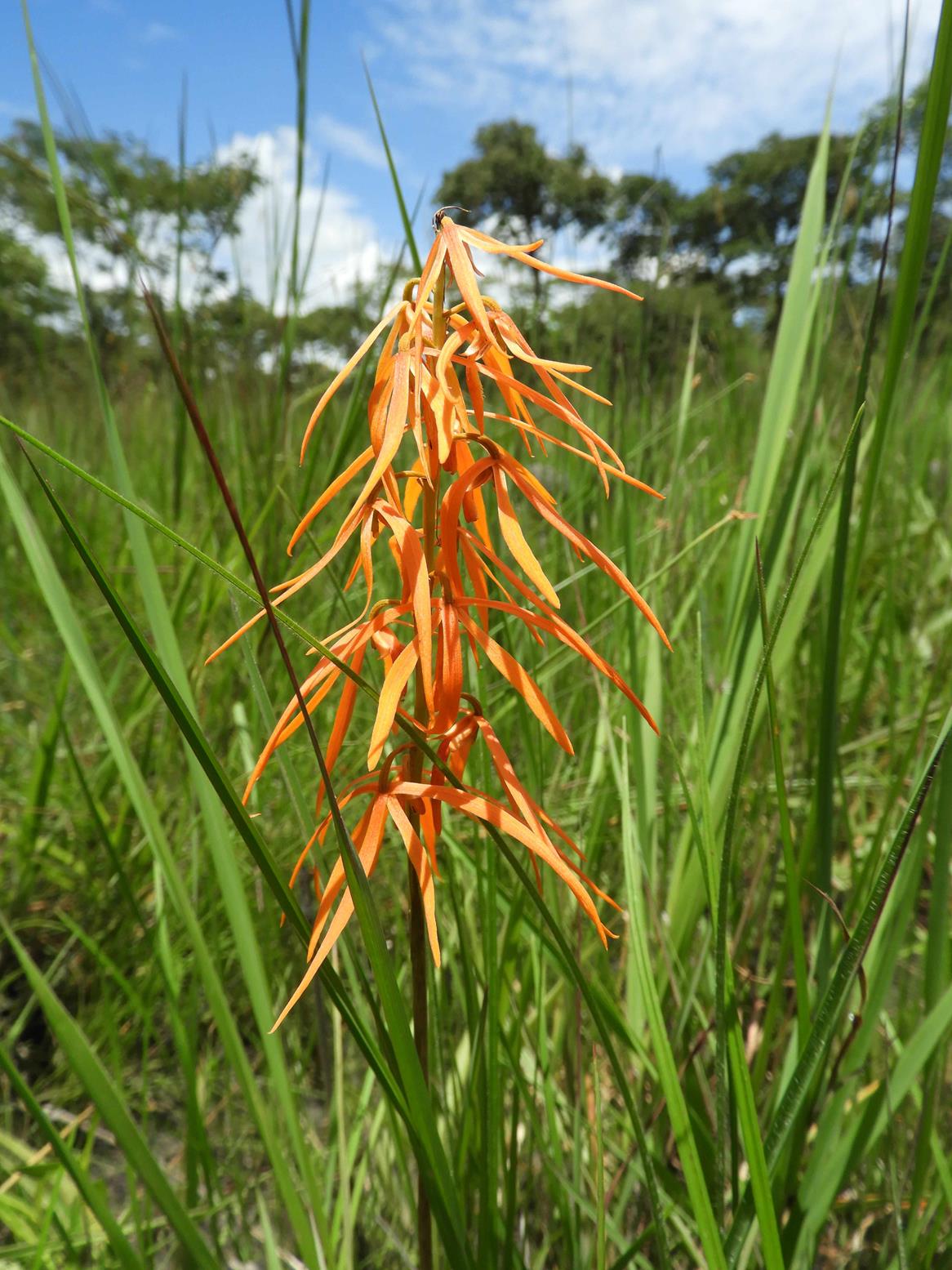 Orthochilus walleri