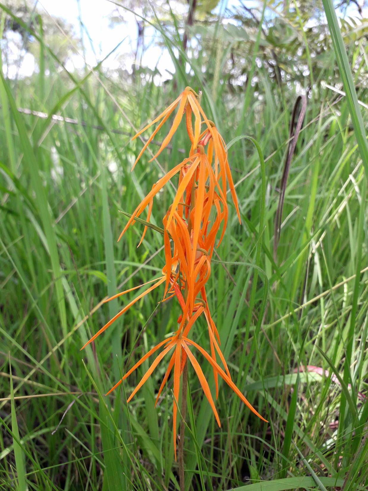 Orthochilus walleri