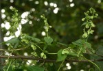 Fallopia convolvulus
