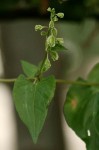 Fallopia convolvulus