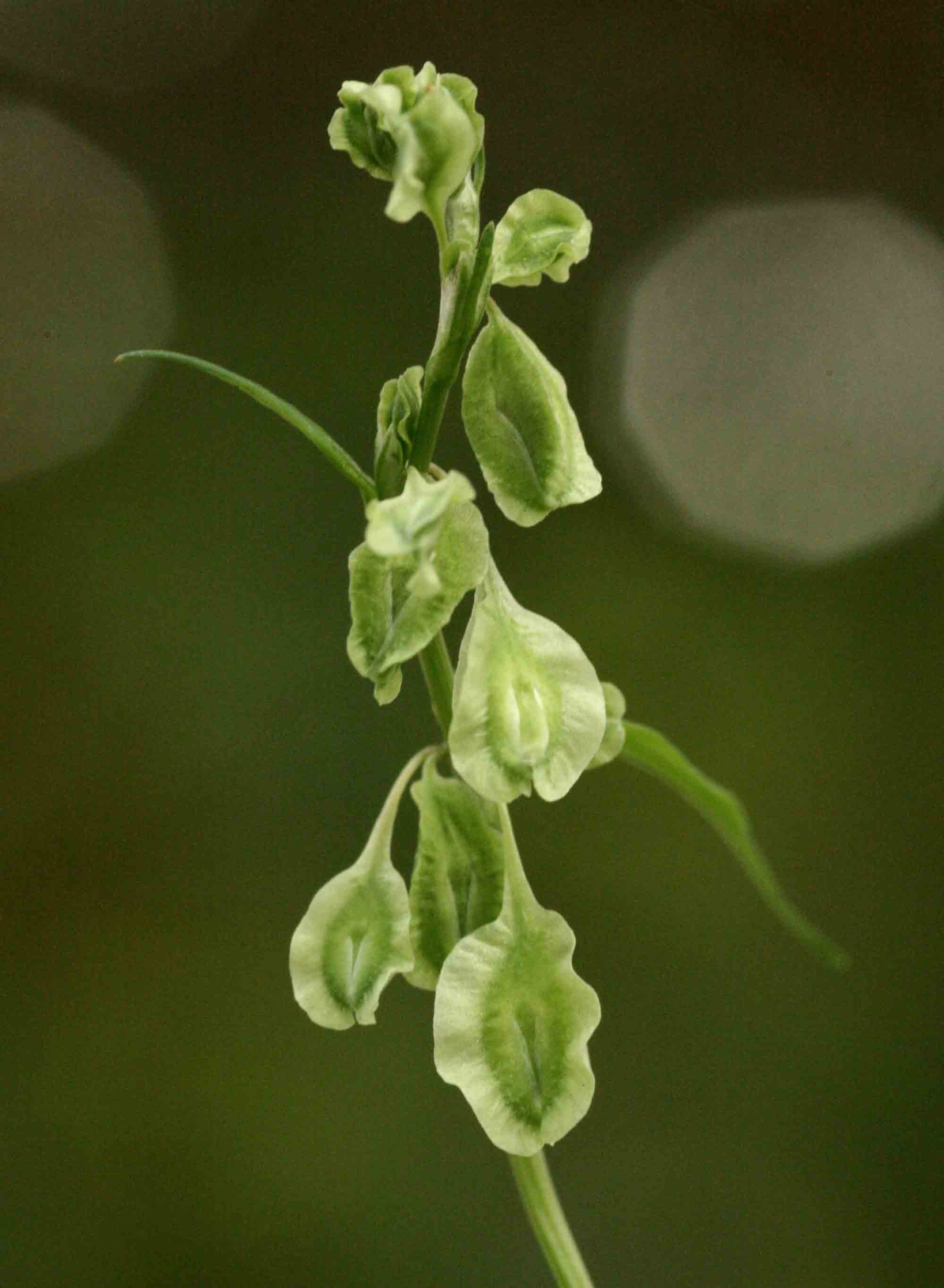 Fallopia convolvulus