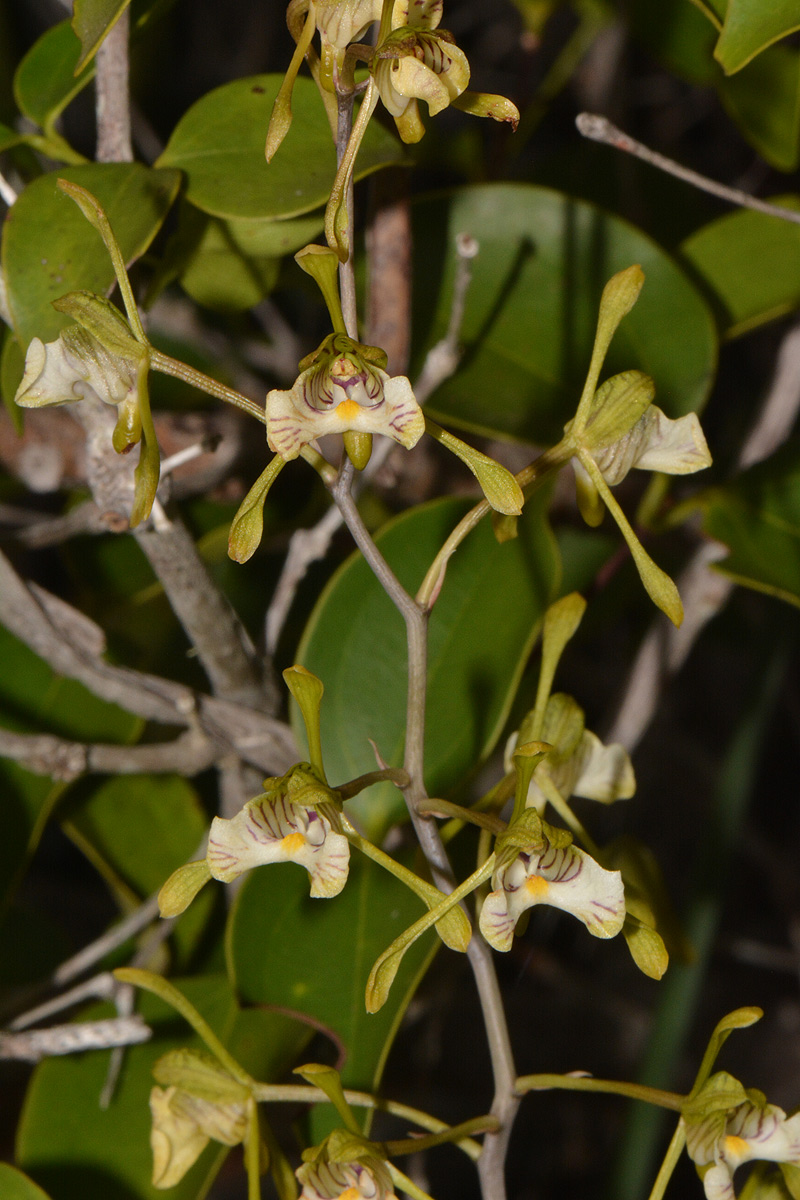 Oeceoclades decaryana