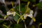 Oeceoclades decaryana