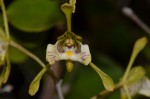 Oeceoclades decaryana