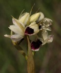 Orthochilus eustachyus