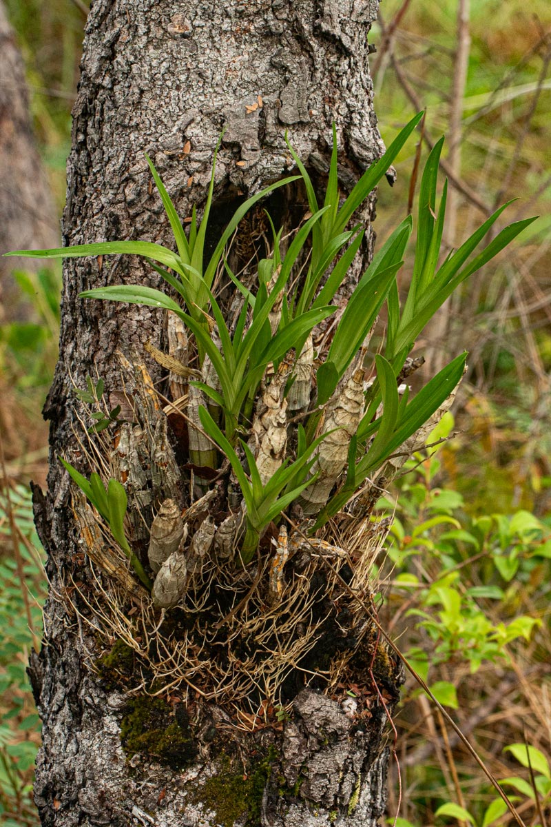 Ansellia africana