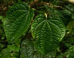 Piper capense var. capense