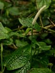 Piper capense var. capense