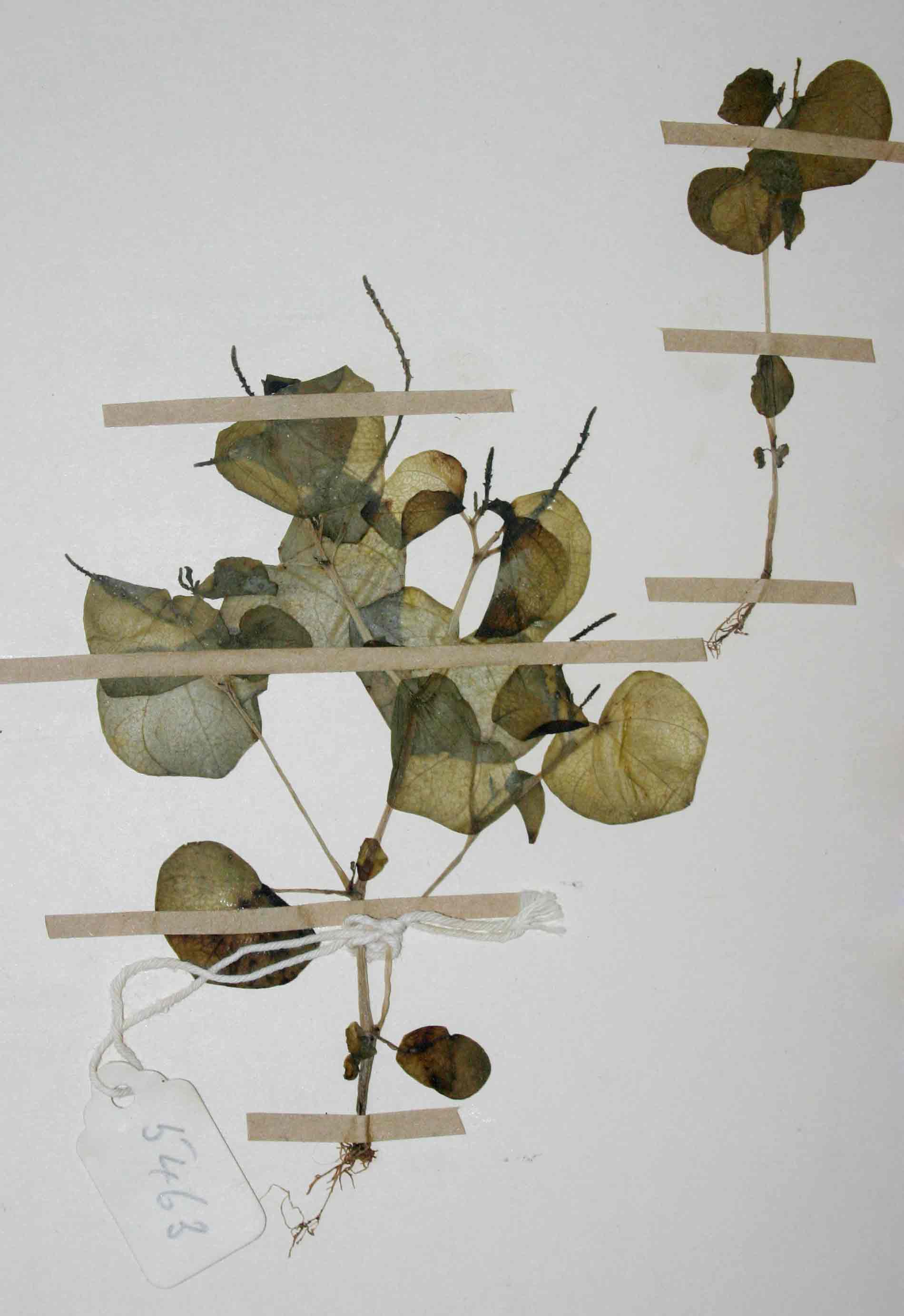 Peperomia exigua