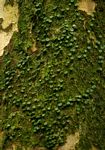 Peperomia bangroana