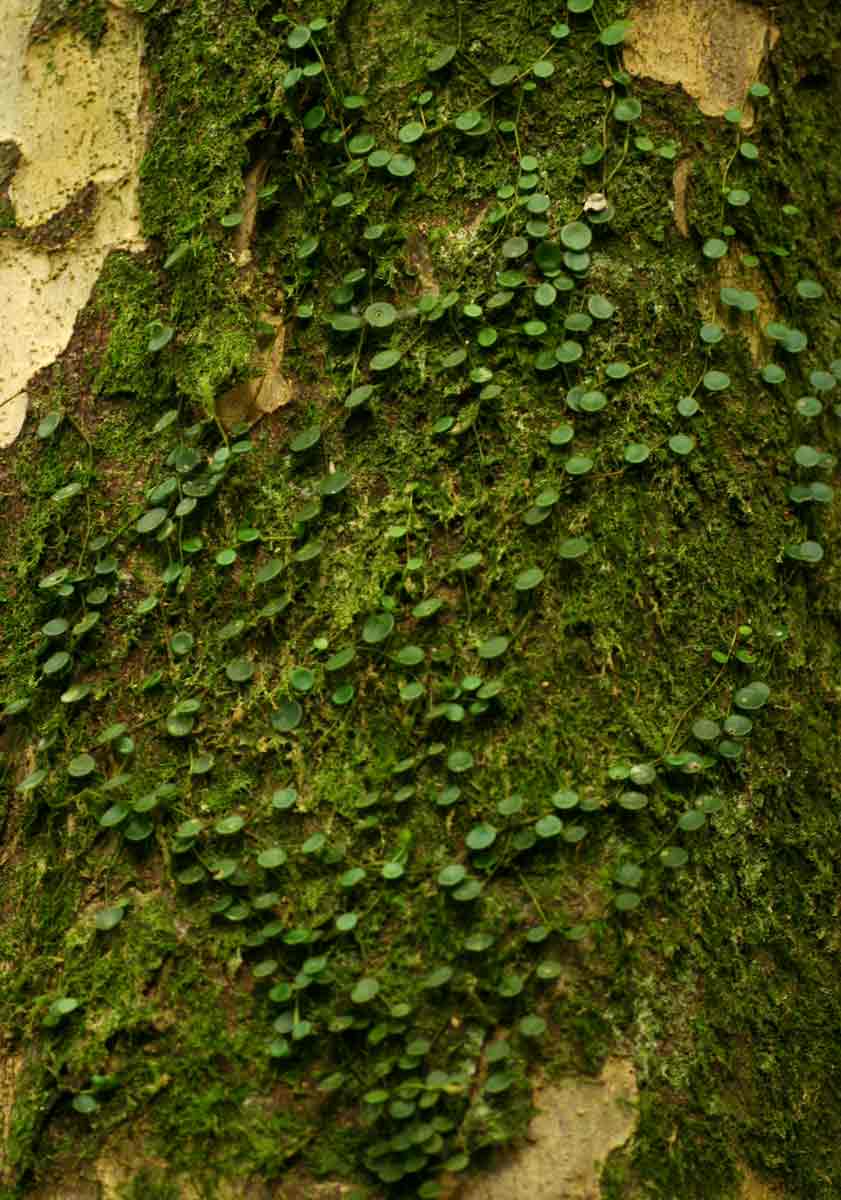 Peperomia bangroana
