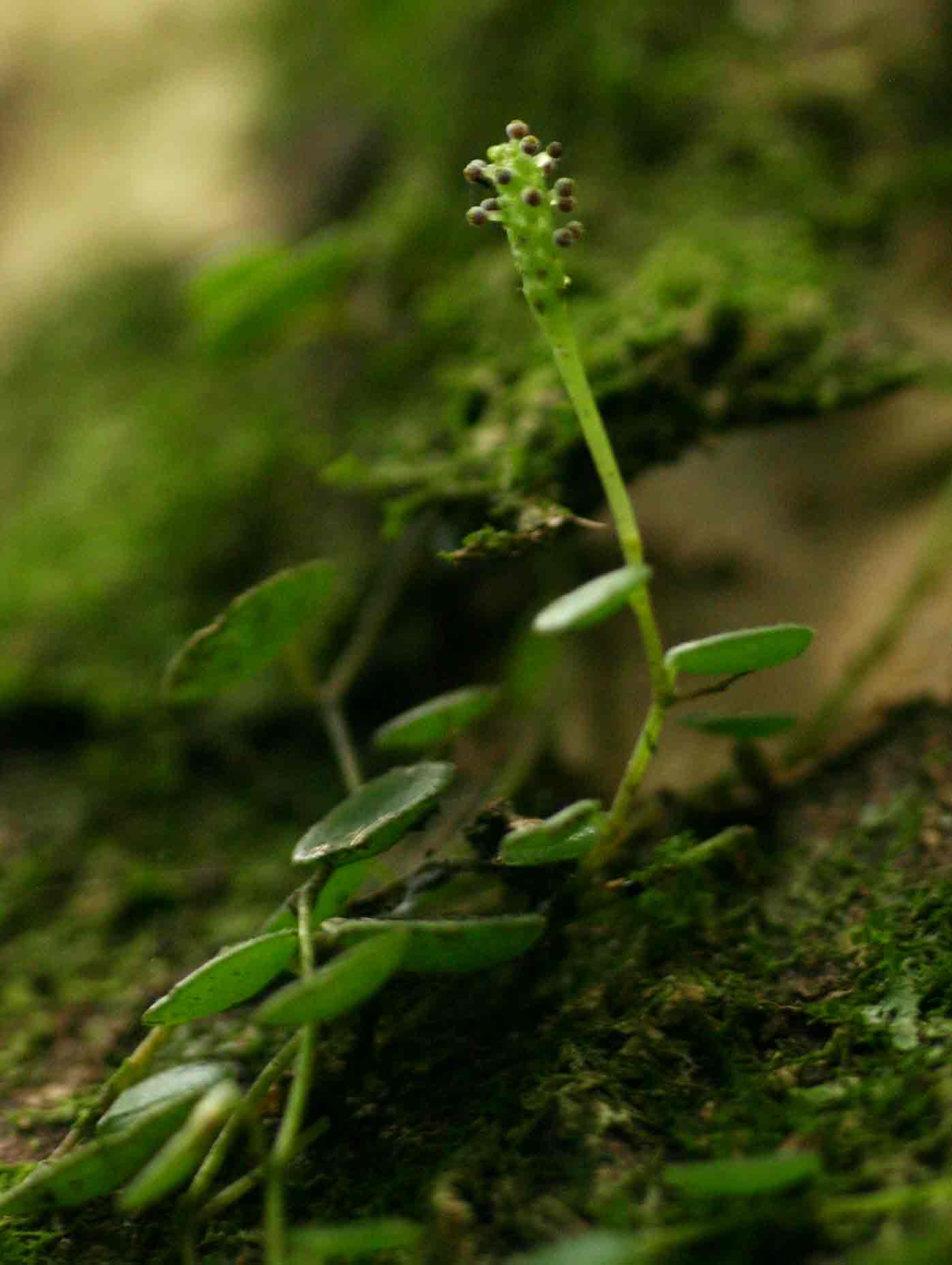Peperomia bangroana