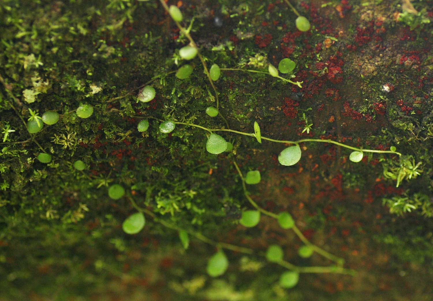 Peperomia bangroana