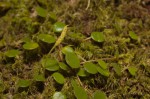 Peperomia bangroana