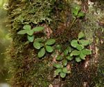 Peperomia tetraphylla
