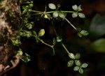 Peperomia tetraphylla