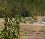 Salix mucronata subsp. subserrata