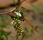 Salix mucronata subsp. subserrata