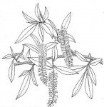 Salix mucronata subsp. subserrata