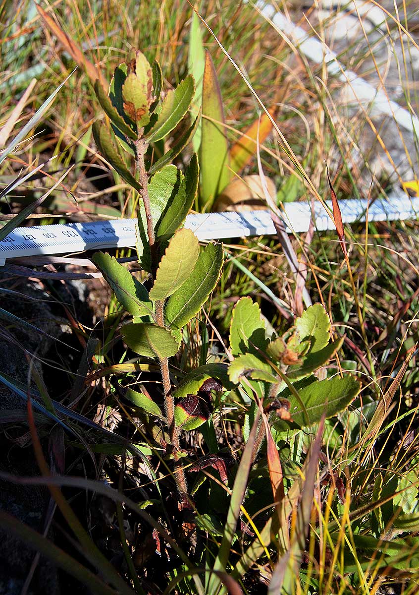Myrica chimanimaniana