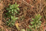 Myrica chimanimaniana