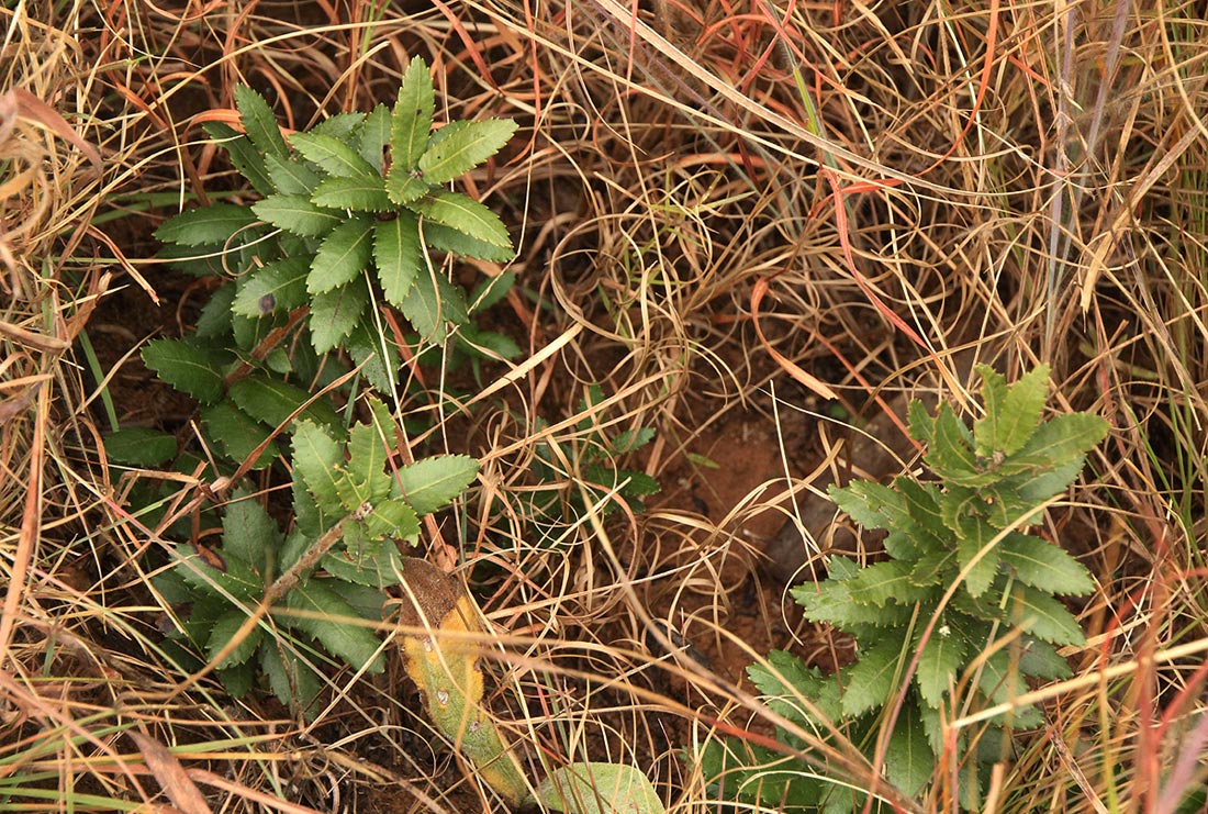 Myrica chimanimaniana