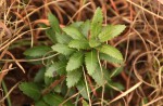 Myrica chimanimaniana